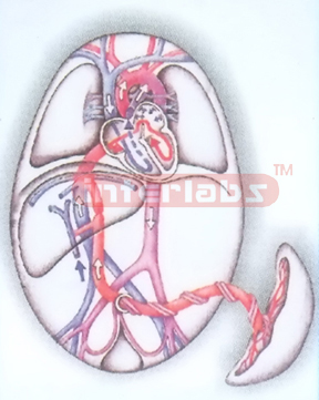 HANGING HUMAN FOETAL BLOOD CIRCULATION MODEL